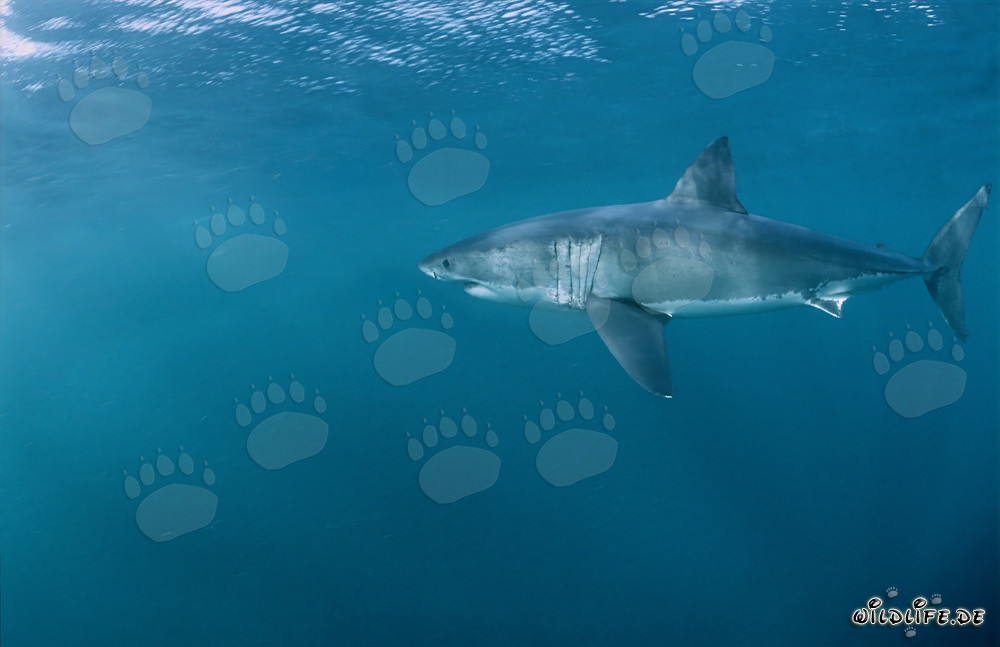 Élégance et fascination : Grand requin blanc