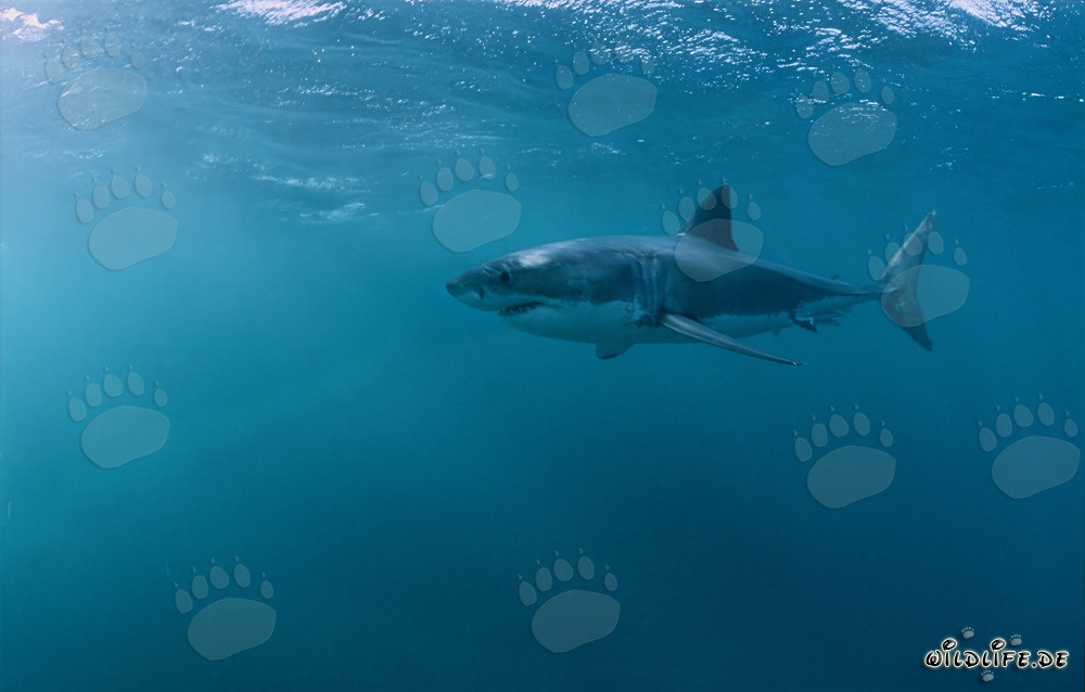 Le Grand Requin Blanc - Fascinant Globe-trotteur des Mers