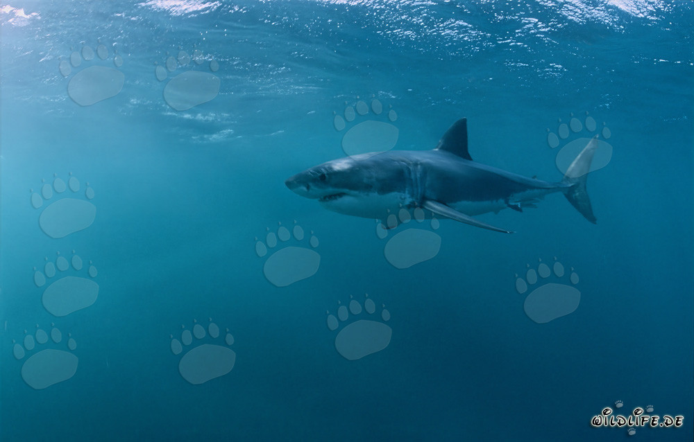 The Great White Shark - Fascinating GlobeTrotter of the Seas