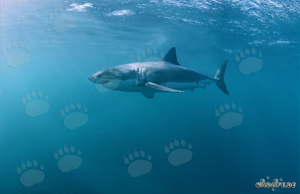 Grand Requin Blanc à la recherche de proies