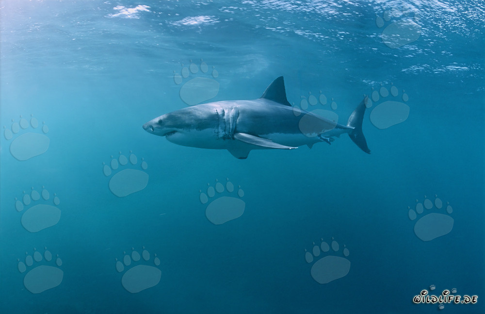 Gran Tiburón Blanco en busca de presas