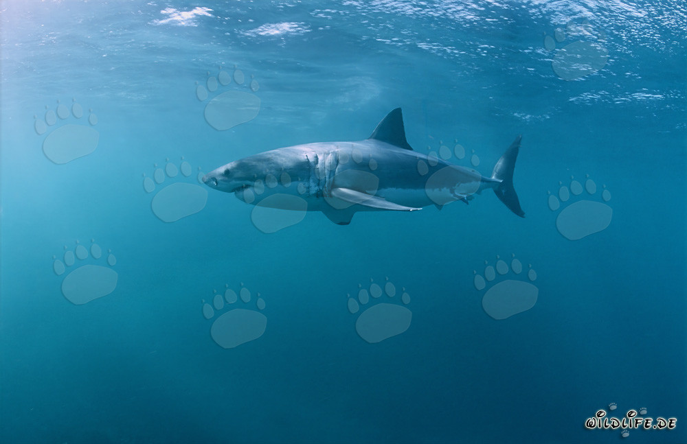 Great White Shark looking for fat prey