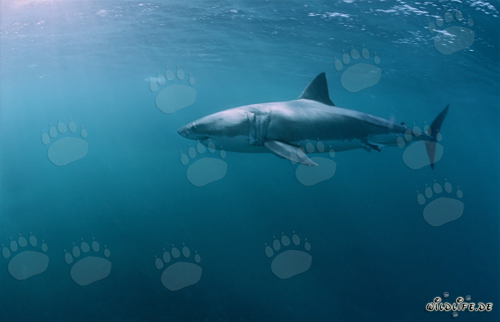 Un gran tiburón blanco persigue a las focas sudfricanas de piel en la isla Dyer