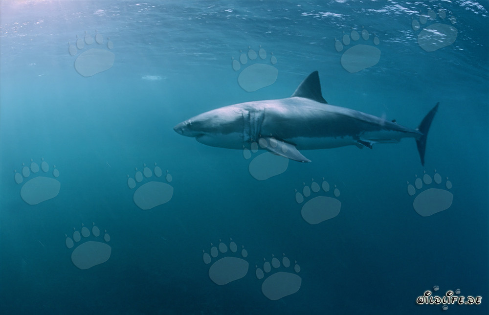 Un grand requin blanc chasse des otaries à fourrure sud-africaines près de l'île Dyer