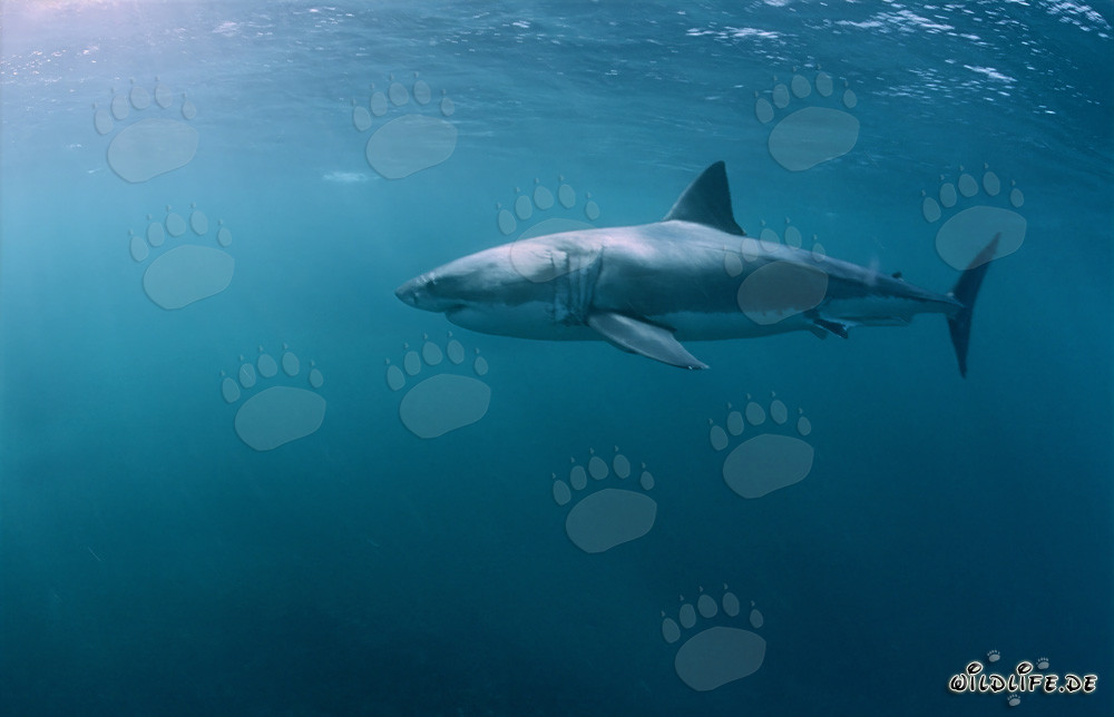 A Great White Shark Hunting South African Fur Seals near Dyer Island