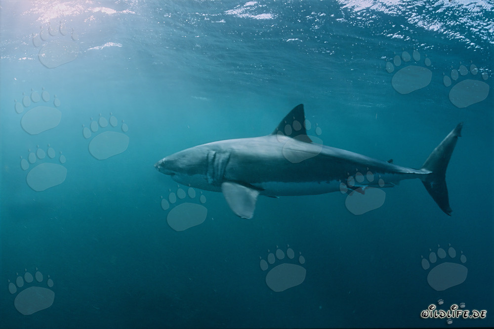 Majestic Great White Shark in the Ocean off South Africa