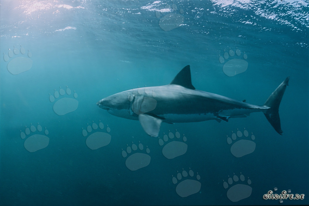 Grand requin blanc majestueux dans l'océan au large de l'Afrique du Sud