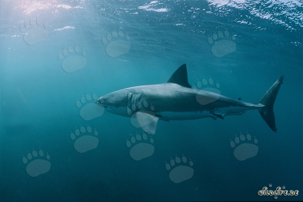 Majestuoso tiburón blanco en el océano frente a Sudáfrica