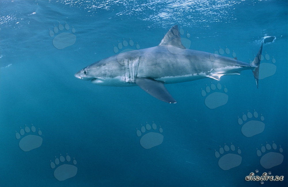 Impresionante Gran Tiburón Blanco frente a la costa de Sudáfrica