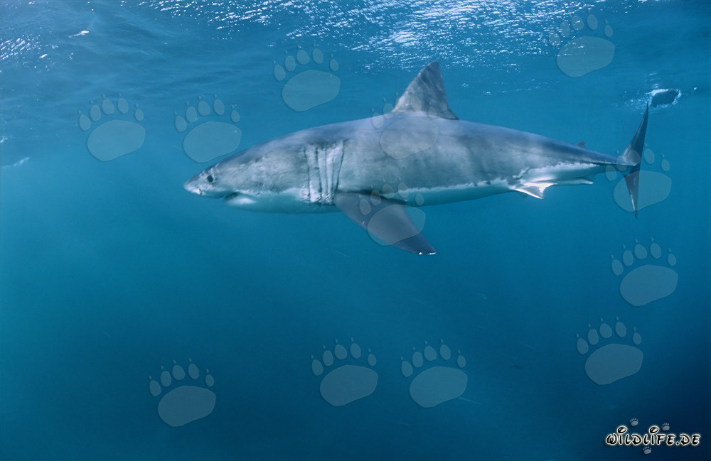 Grand requin blanc impressionnant au large de la côte d'Afrique du Sud
