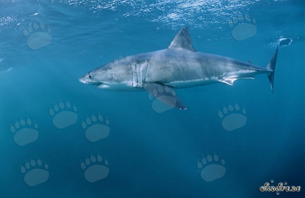 Impressive Great White Shark off the Coast of South Africa