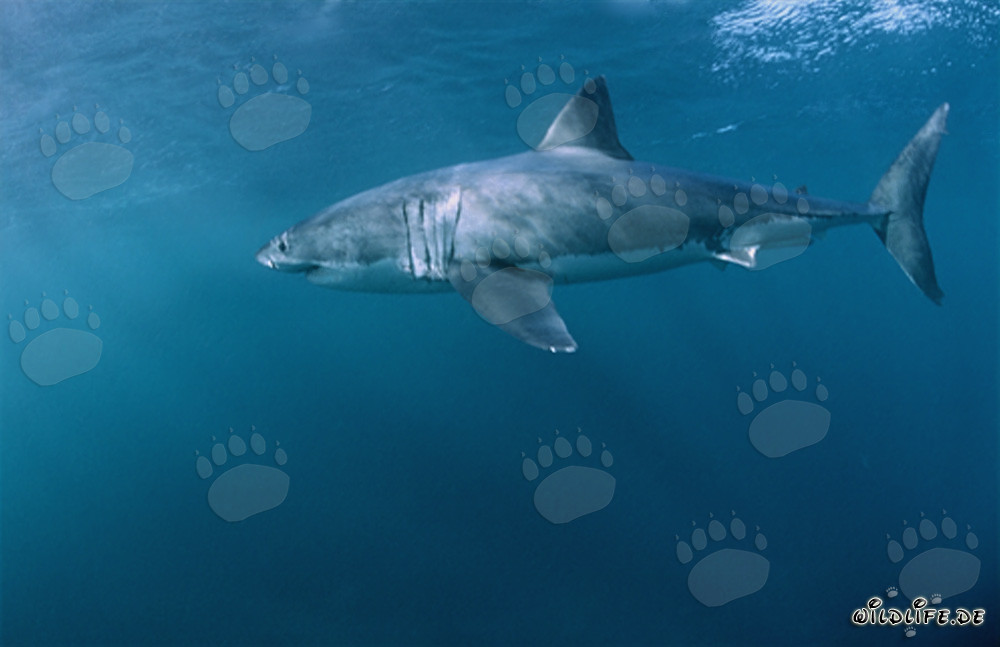 Gran tiburón blanco imponente cazando presas