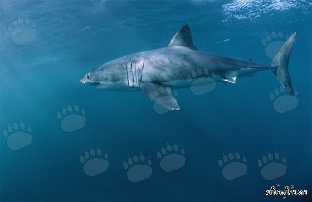 Grand requin blanc impressionnant à la chasse