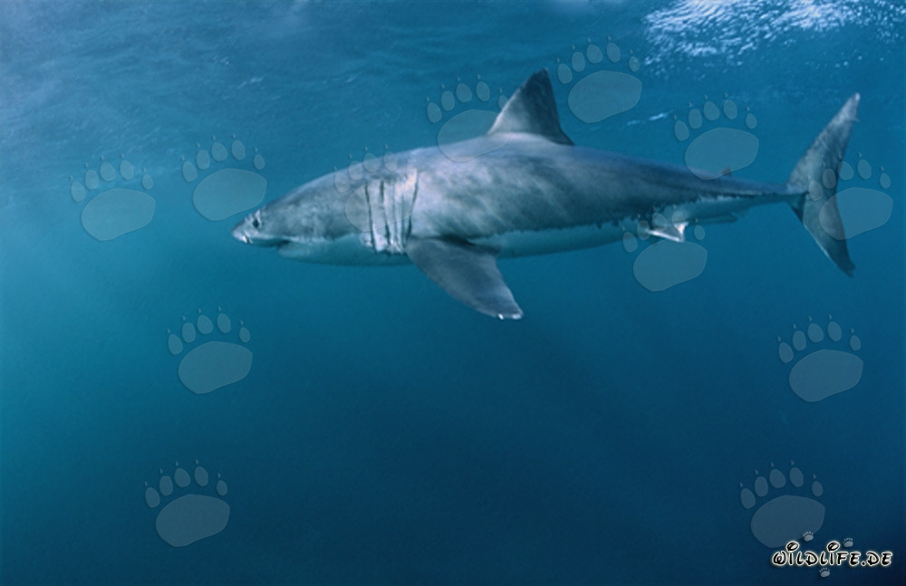 Impressive Great White Shark Hunting for Prey