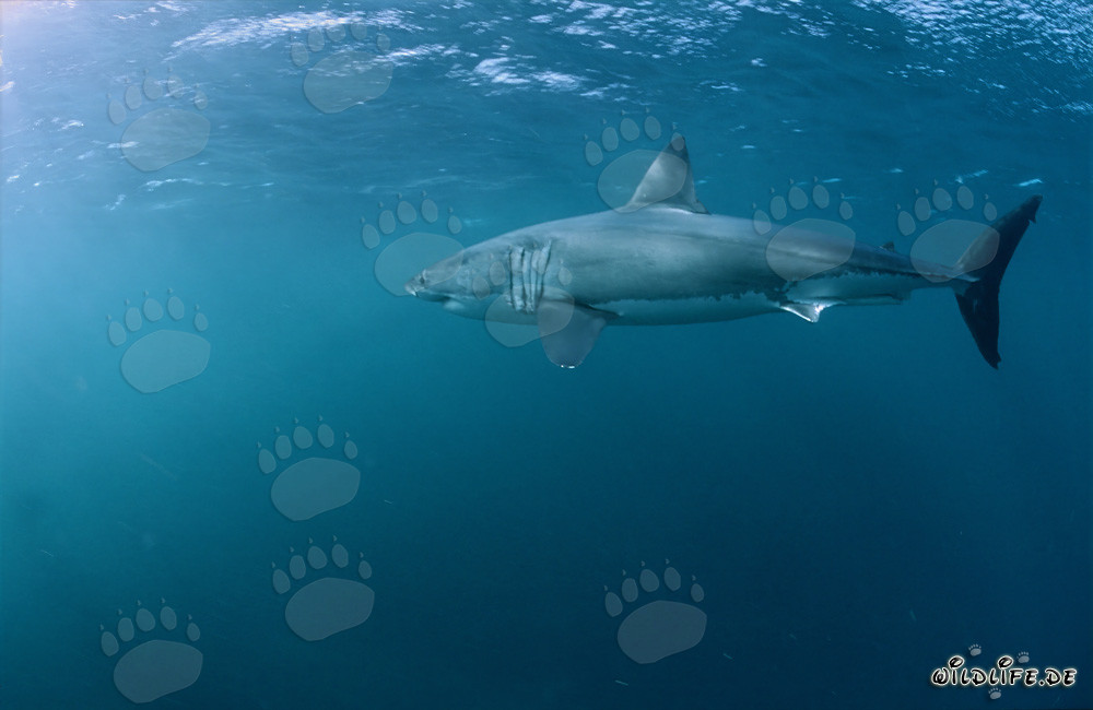 Gran Tiburón Blanco - Un eficiente depredador marino en acción