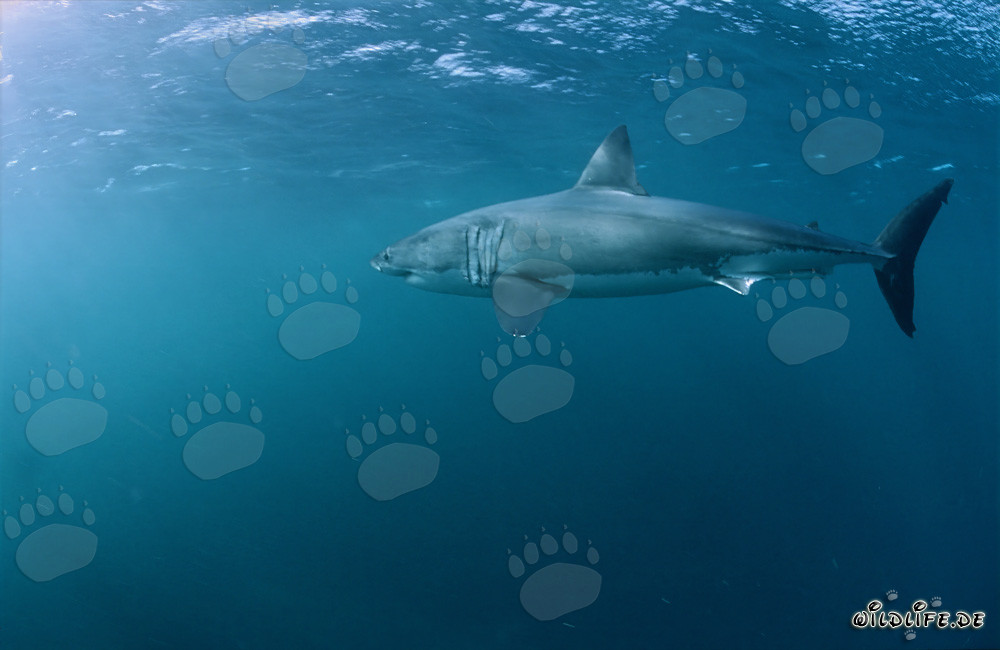 Grand Requin Blanc - Un redoutable prédateur marin en action