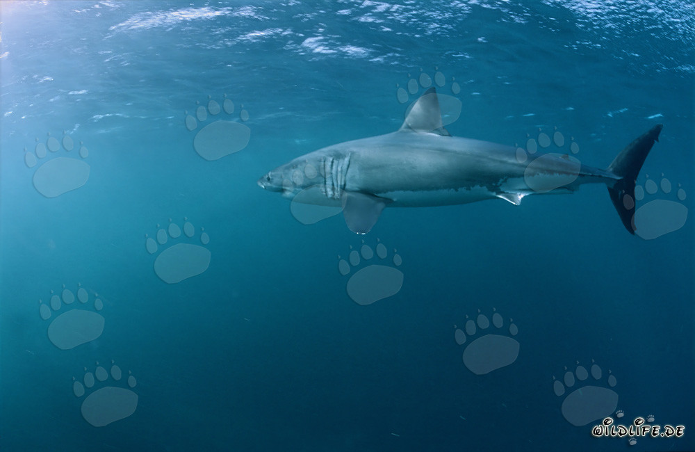 Grande Squalo Bianco - Un efficiente predatore marino in azione
