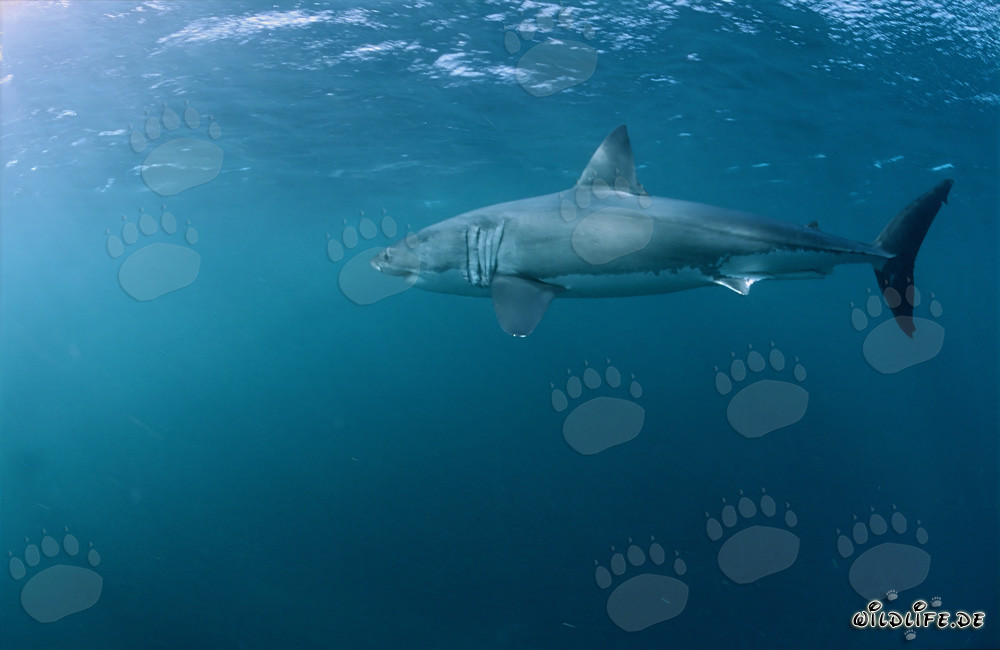 Great White Shark - an efficient predator in action