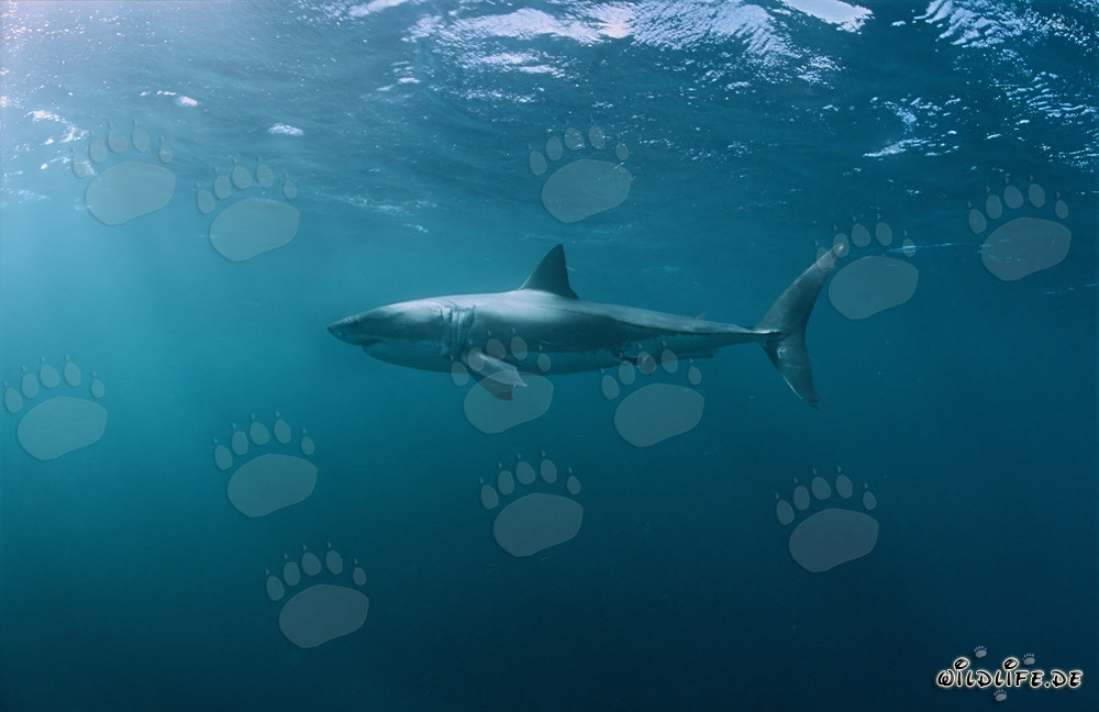 Fascinant habitant des mers : Le Grand Requin Blanc (Carcharodon carcharias)
