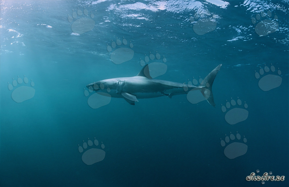 Fascinante habitante del mar: El Gran Tiburón Blanco (Carcharodon carcharias)