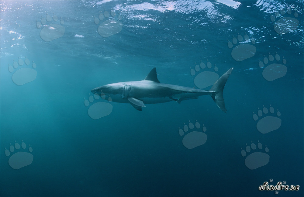 Fascinating Ocean Creature: The Great White Shark (Carcharodon carcharias)