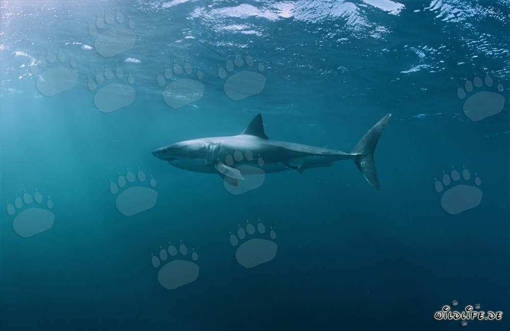 Affascinante abitante marino: Lo Squalo Bianco (Carcharodon carcharias)