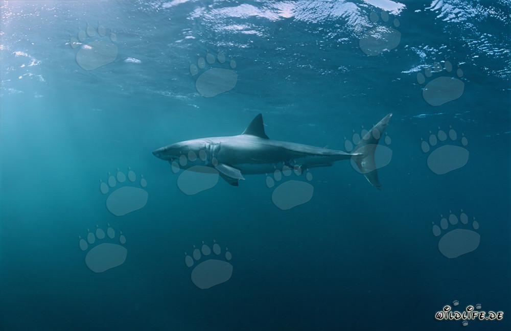Faszinierender Meeresbewohner: Der Weiße Hai (Carcharodon carcharias)