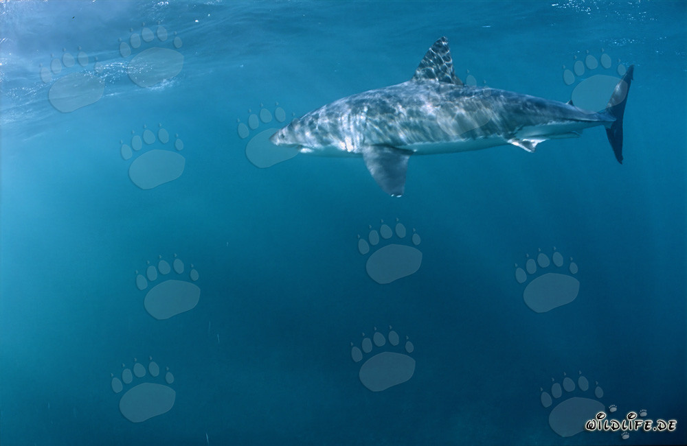Gran tiburón blanco cazando presas en Sudáfrica