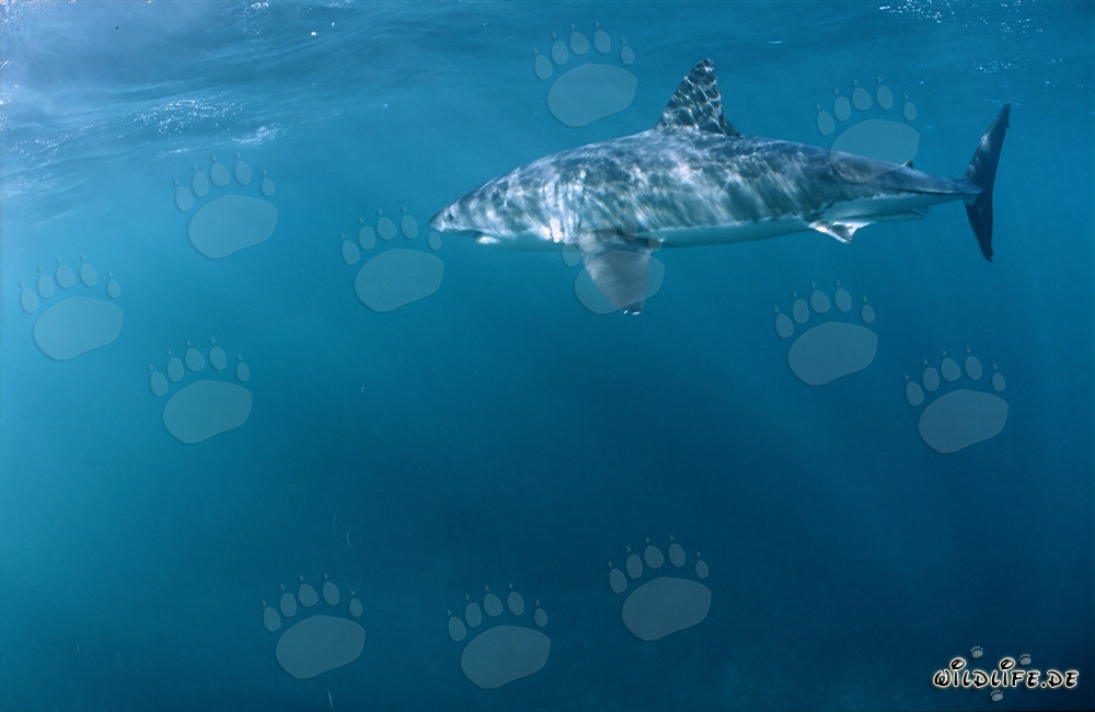 Grand requin blanc à la chasse en Afrique du Sud