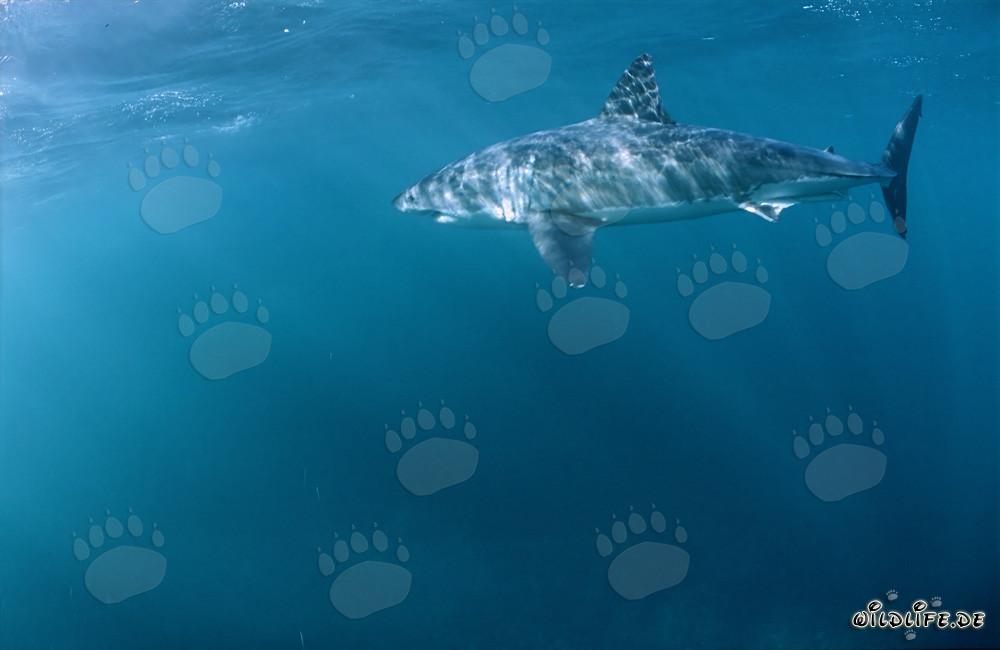 Great White Shark hunting for prey in South Africa