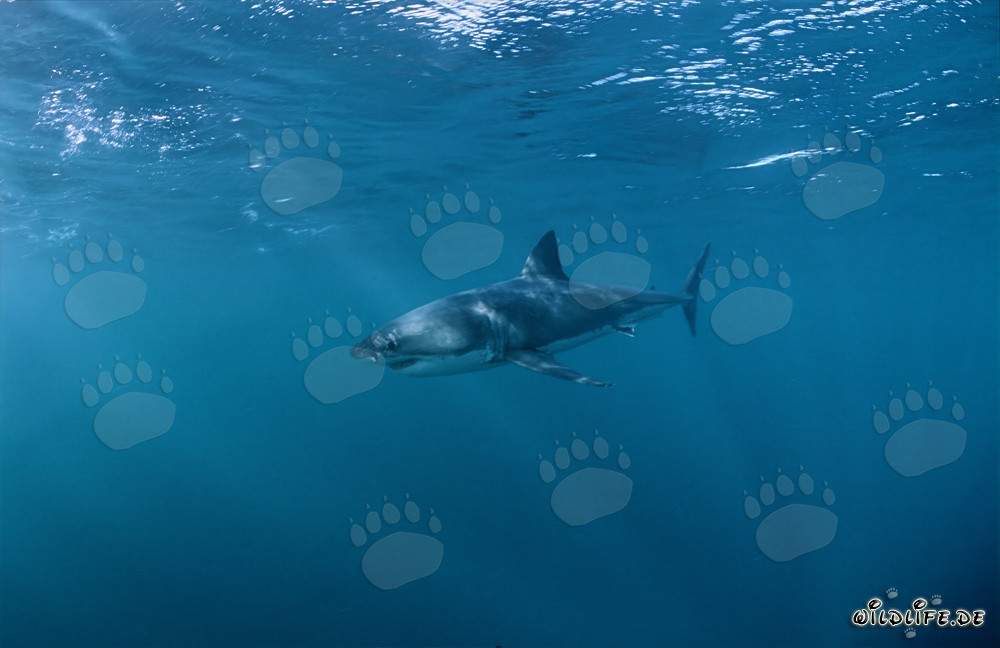 Grand requin blanc - une créature fascinante des océans