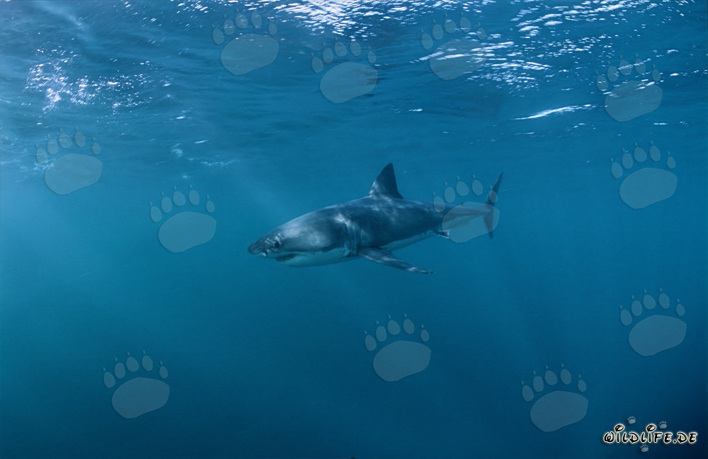 Majestic Great White Shark - a fascinating creature of the oceans