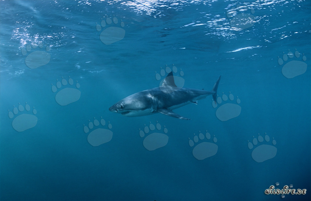 Tiburón blanco majestuoso - una criatura fascinante de los mares