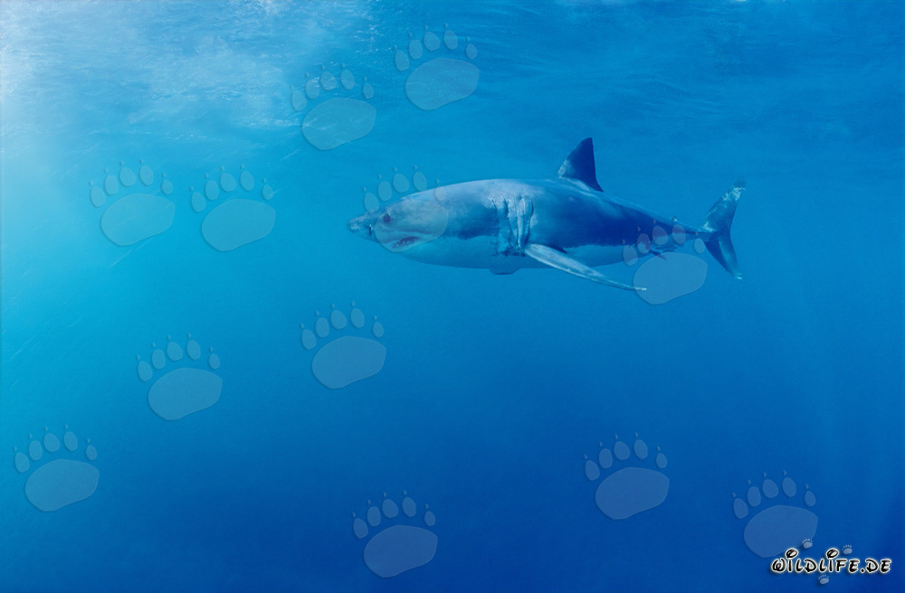 Fascinating Great White Shark at Geyser Rock in South Africa