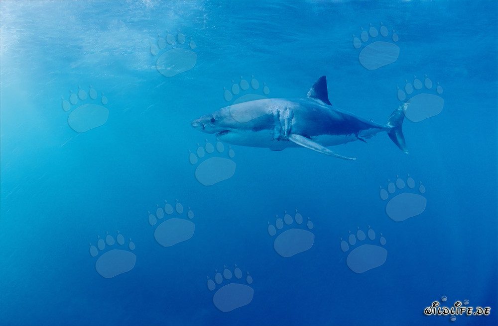 Requin blanc fascinant devant Geyser Rock en Afrique du Sud