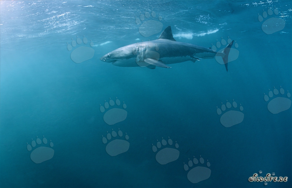 Impresionante Gran Tiburón Blanco cazando una foca