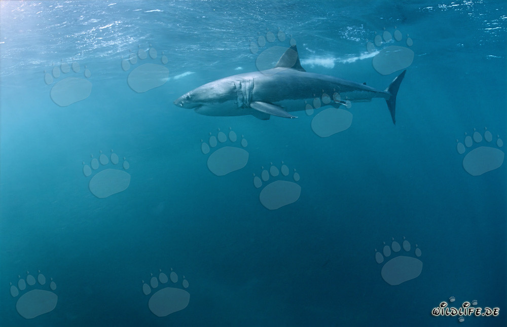 Grand requin blanc impressionnant chassant un phoque