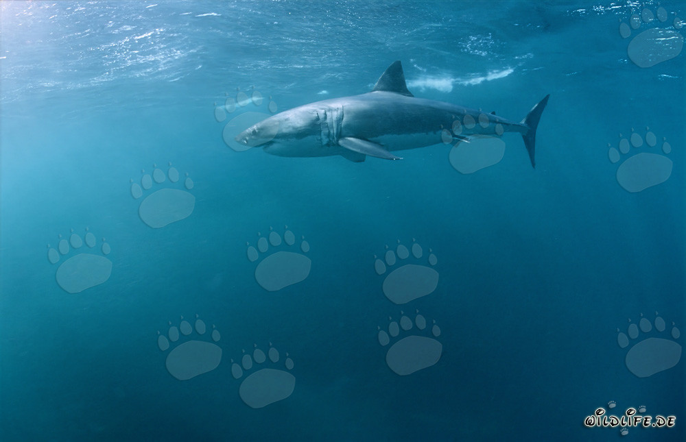 Imponente Grande Squalo Bianco in caccia di una foca