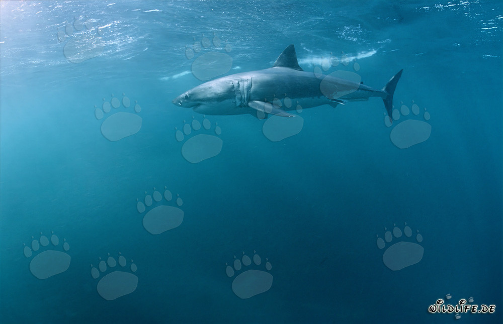 Impressive Great White Shark hunting for a seal