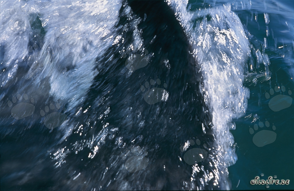 Majestic dorsal fin of a Great White Shark in the sunset