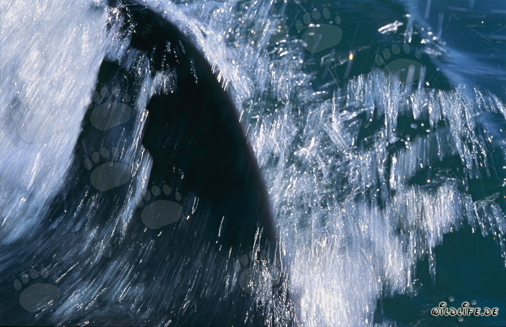 Sleek and efficient dorsal fin of the Great White Shark