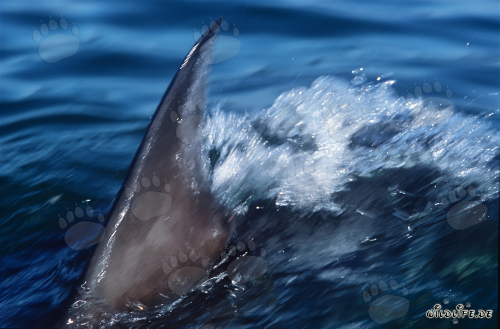 Impressionnante nageoire dorsale du grand requin blanc fend l'eau