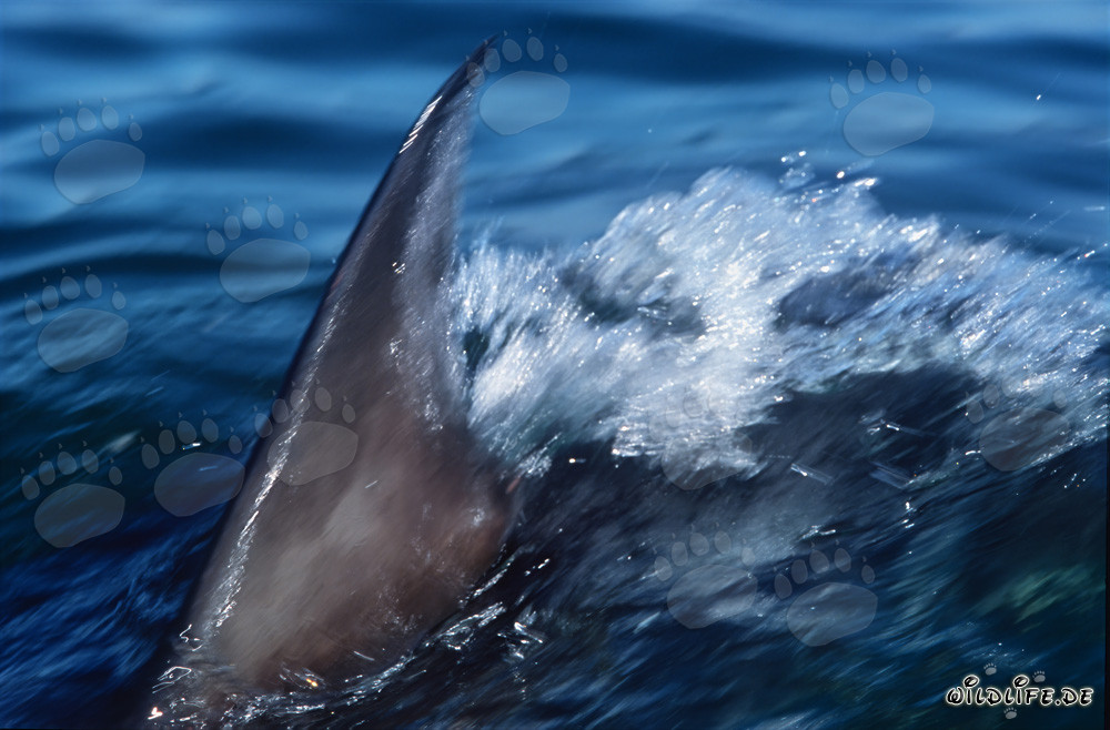 Impressive dorsal fin of the Great White Shark cutting through the water