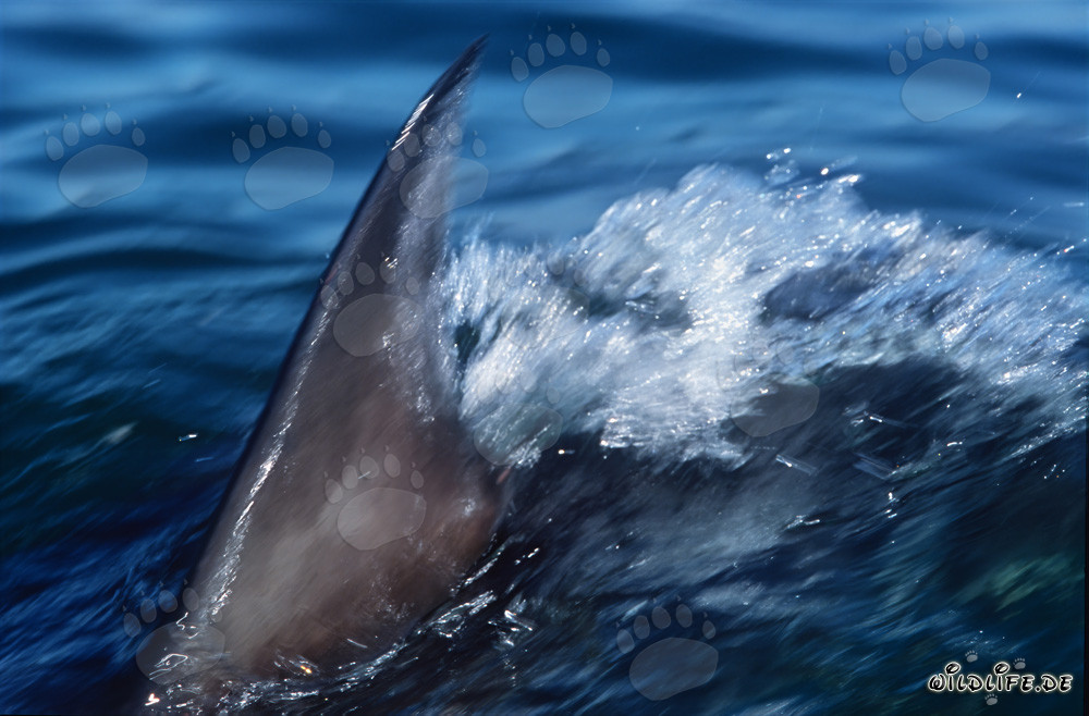 Impresionante aleta dorsal del tiburón blanco corta el agua