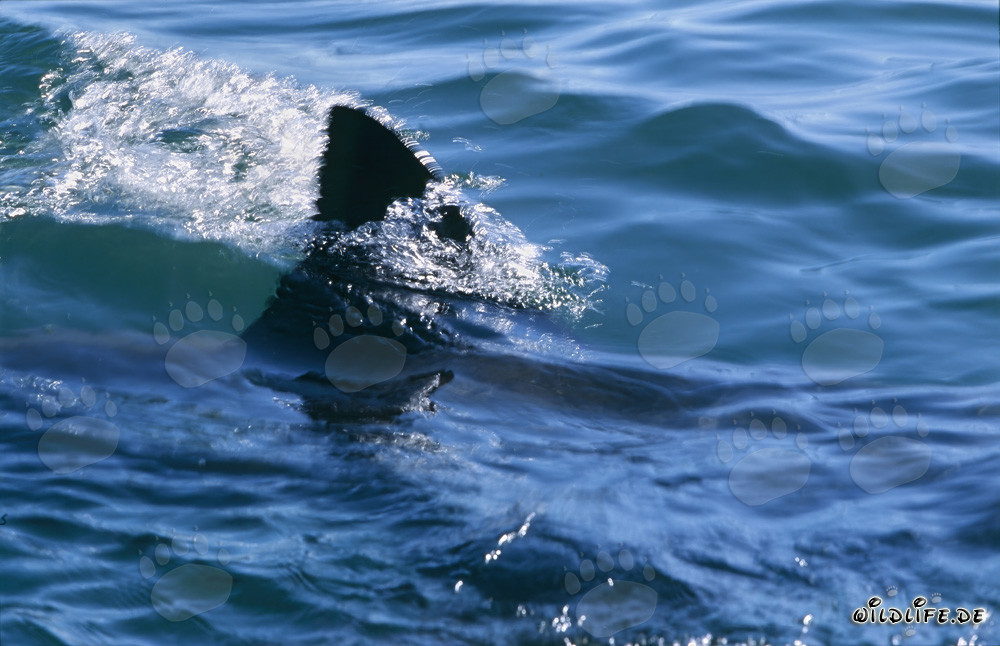 Aleta dorsal única del gran tiburón blanco frente a la Isla de las Focas