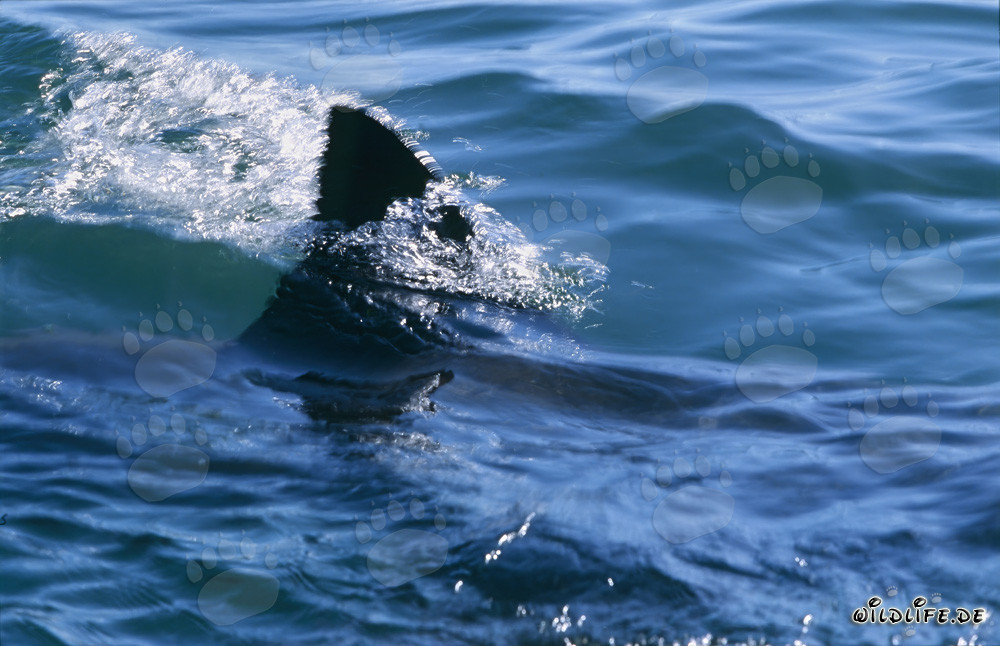 Unique dorsal fin of the Great White Shark near Seal Island