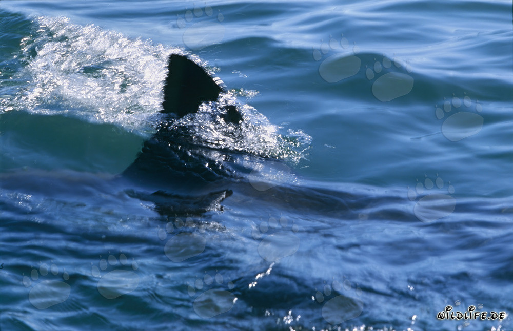 Einzigartige Rueckenflosse des Weißen Hais vor Seal Island