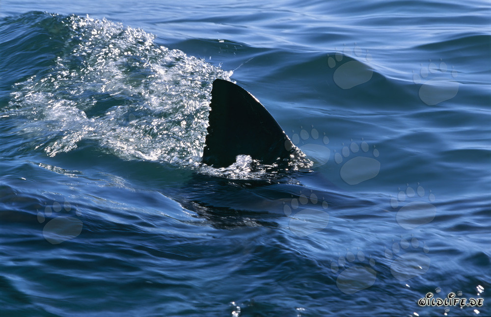 Nageoire dorsale majestueuse du grand requin blanc : caractéristiques uniques d'identification