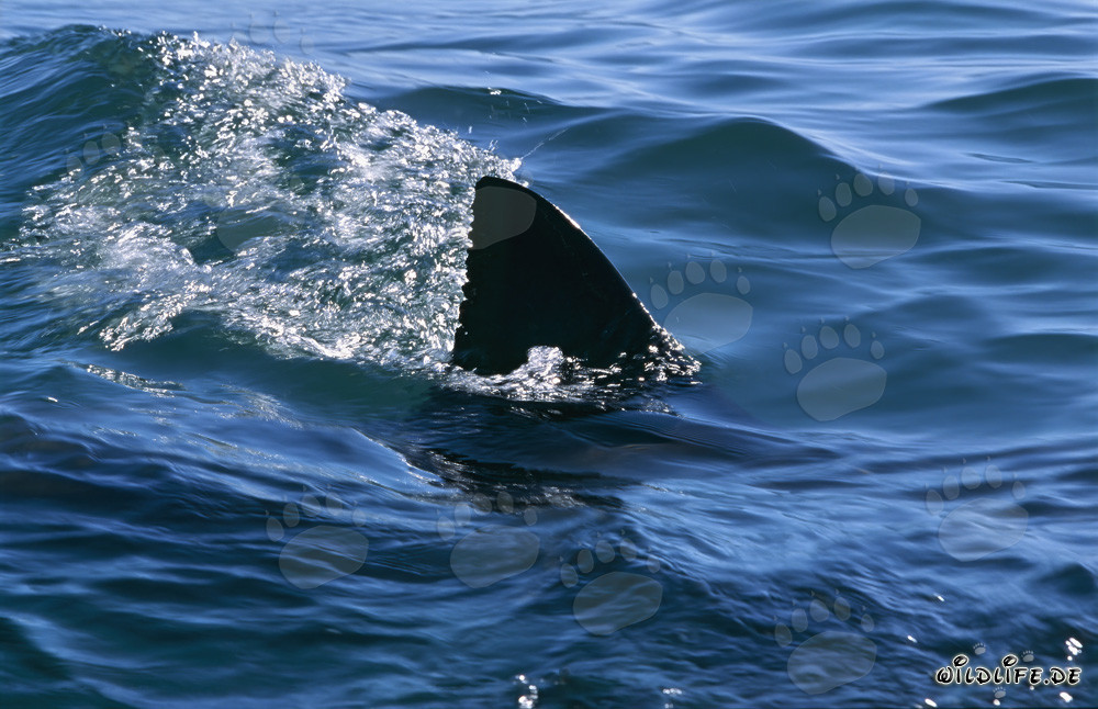 Majestic Dorsal Fin of the Great White Shark: Unique Features