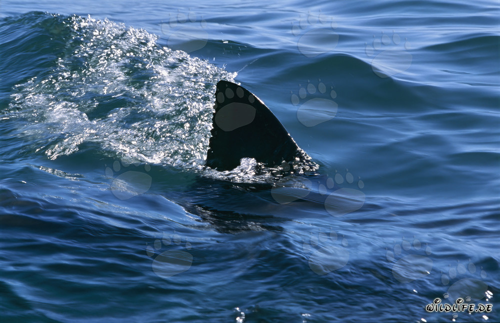 Pinna dorsale maestosa dello squalo bianco: caratteristiche uniche di identificazione